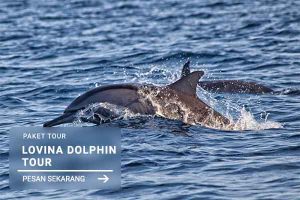 Lovina Dolphin Tour - Jatayu Rental