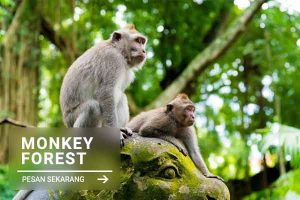 Monkey Forest - Jatayu Rental